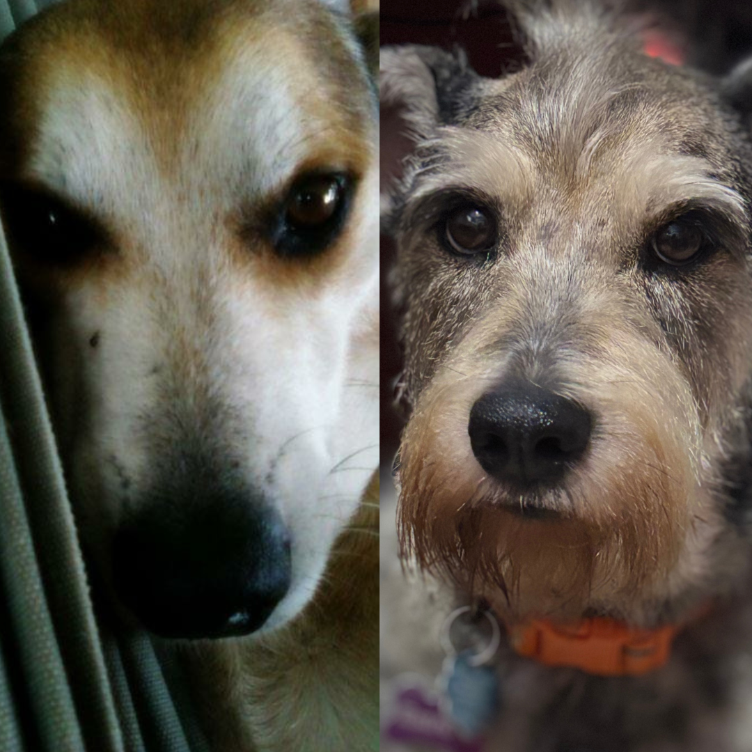 Lucero, Estrella y el hilo invisible del alma